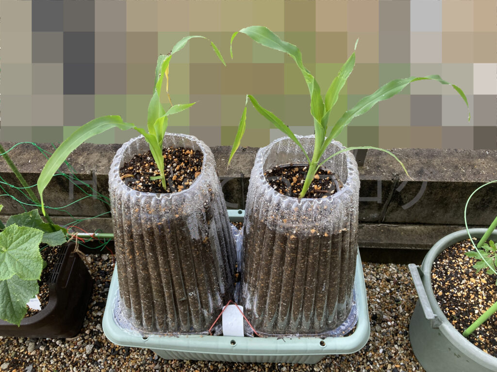 コーン５月第３週始め