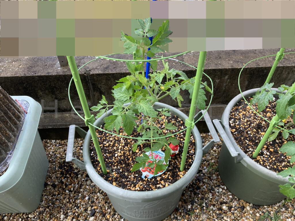 天使のトマト５月第３週始め