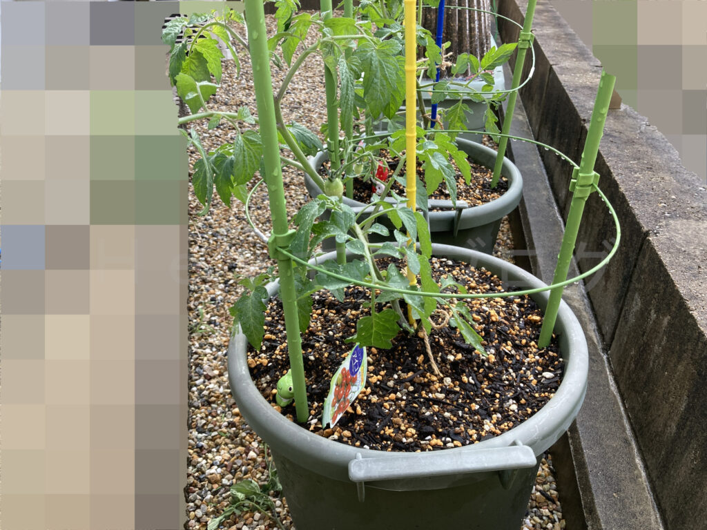 ミニトマトアイコ５月第３週週週始め