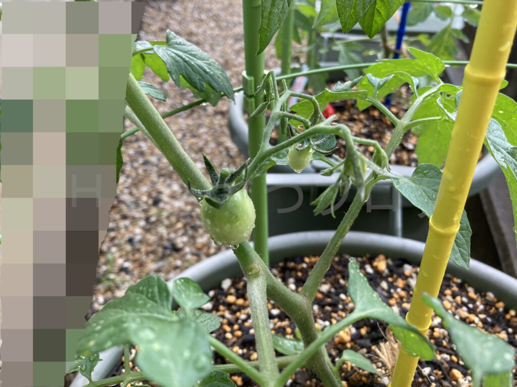 アイコに実が付きました。