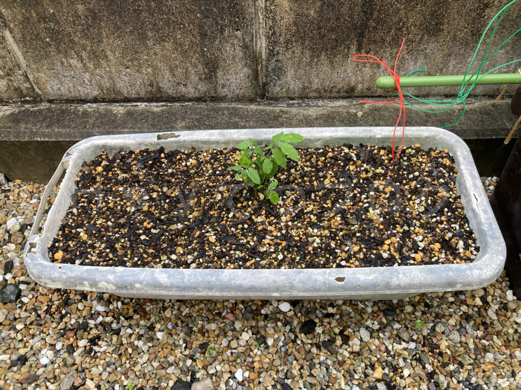 柿？の種５月第３週始め