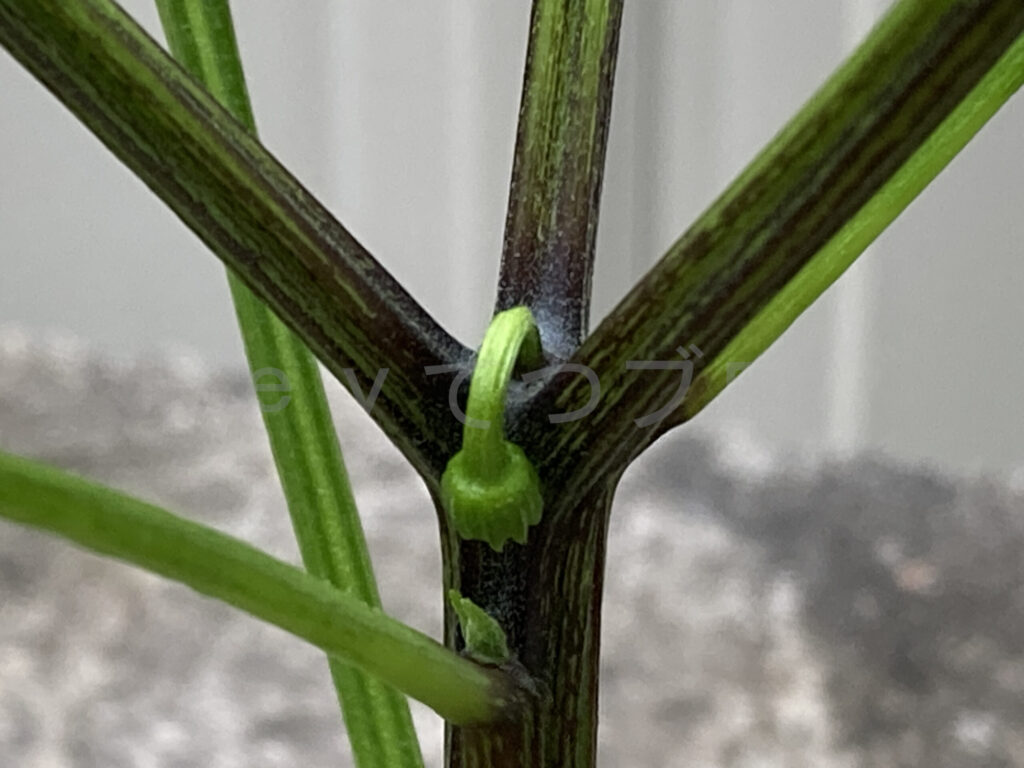 こどもピーマンの芽