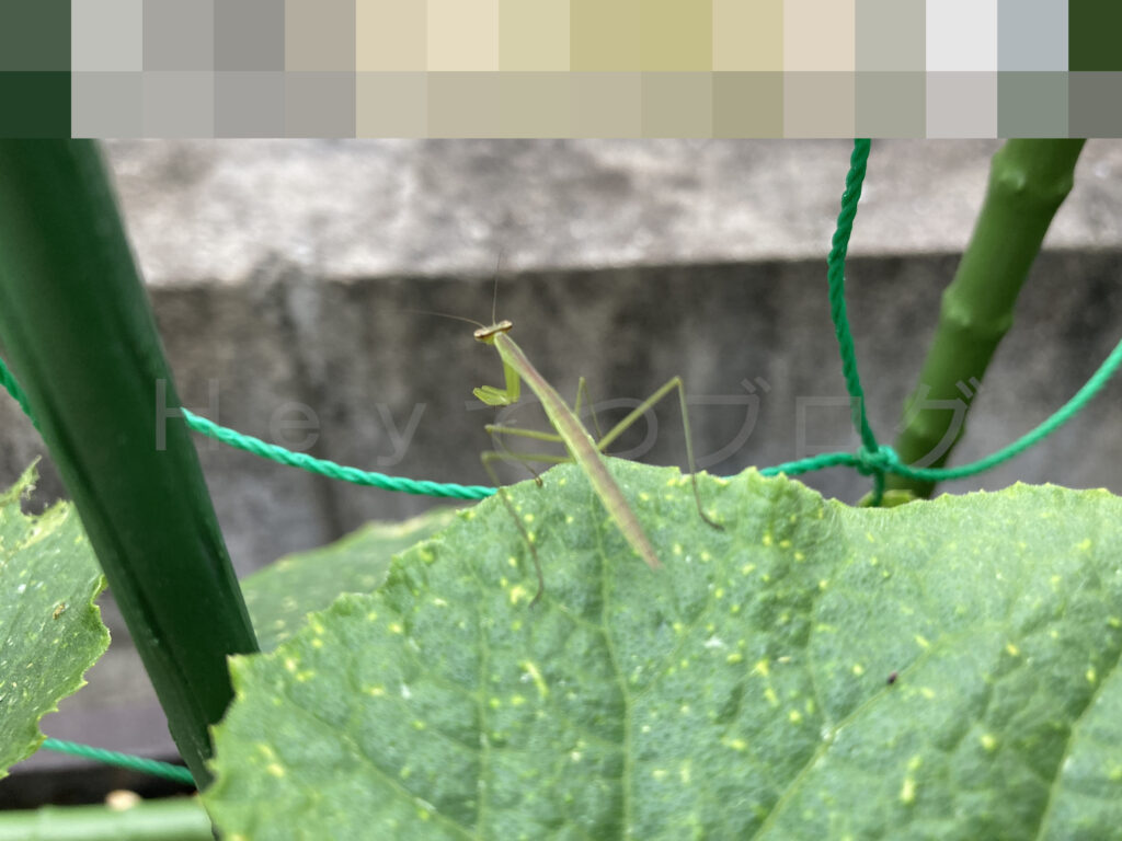 きゅうりの葉で休憩しているカマキリの子供