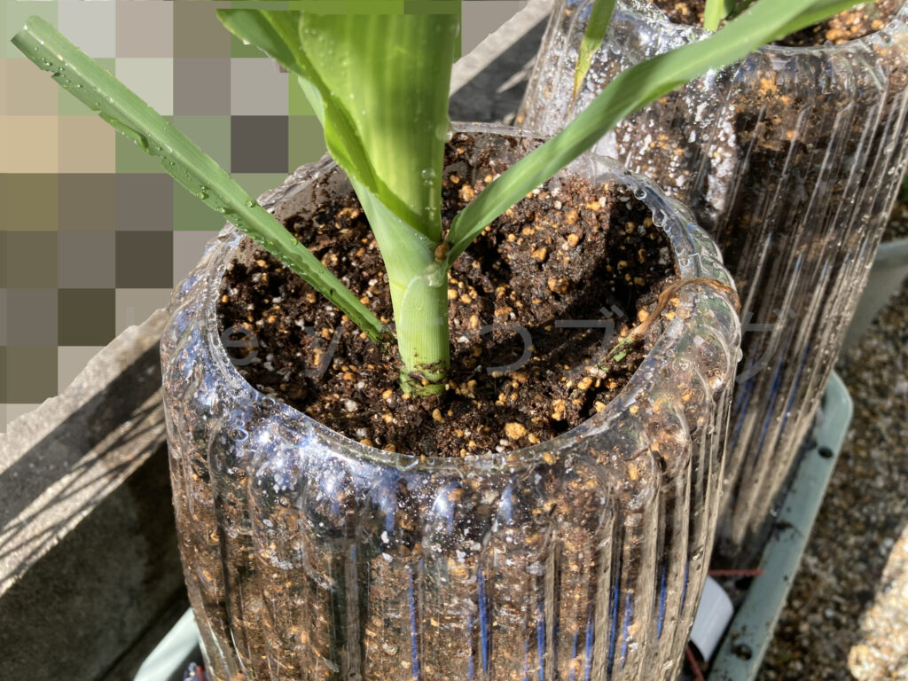 コーン左側追肥後