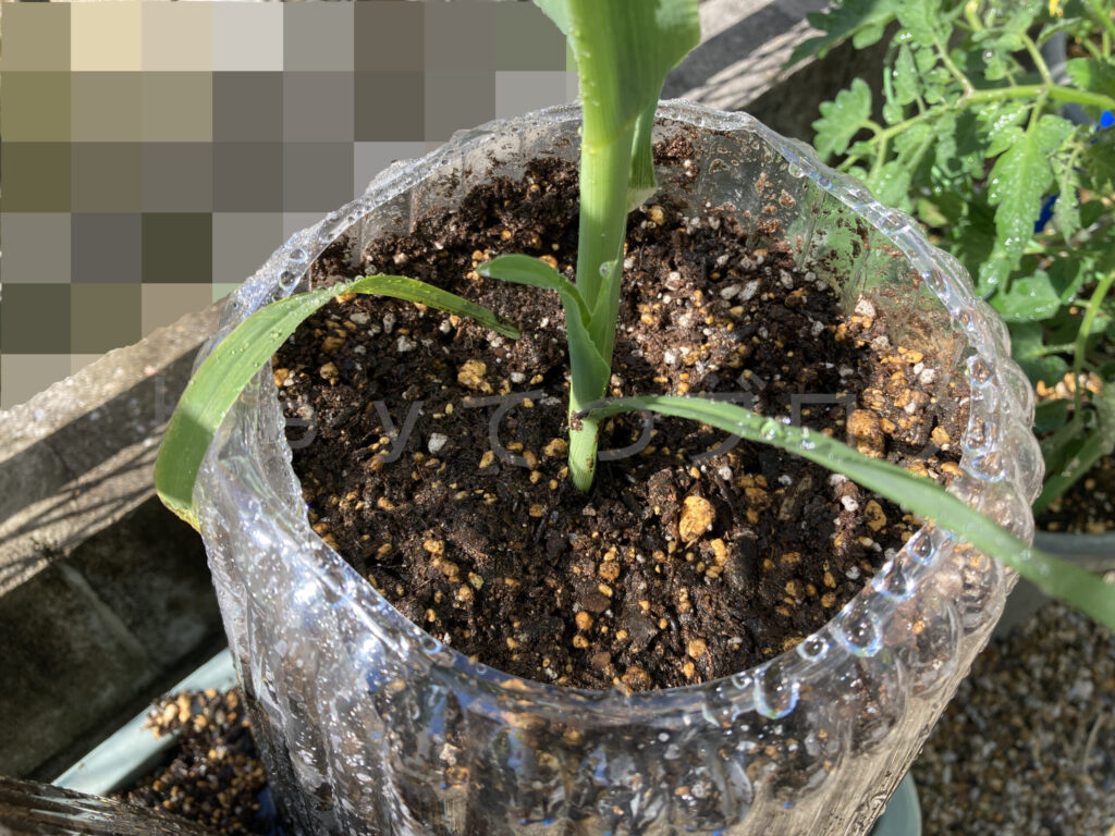 コーン右側追肥後