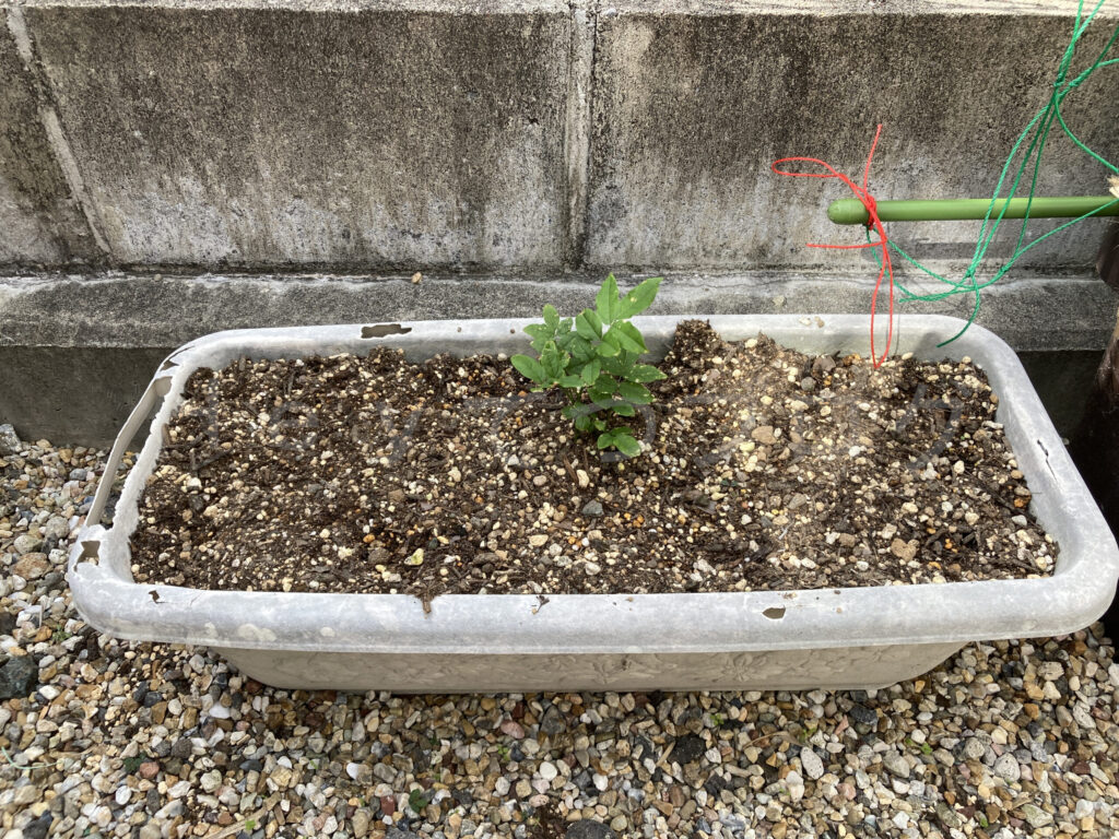 柿？の種５月第３週週末