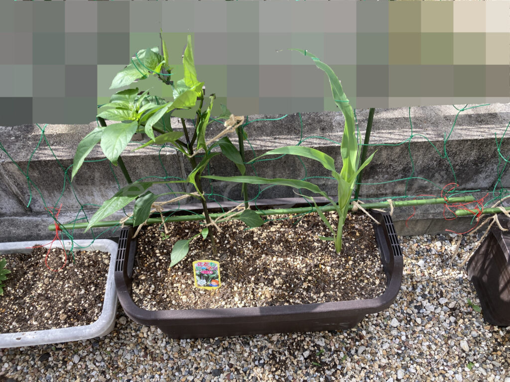 こどもピーマン、コーン５月第３週週末