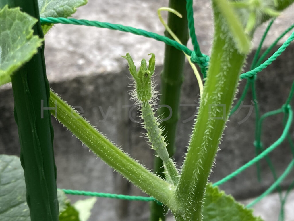 小さなきゅうりが育ち始めました