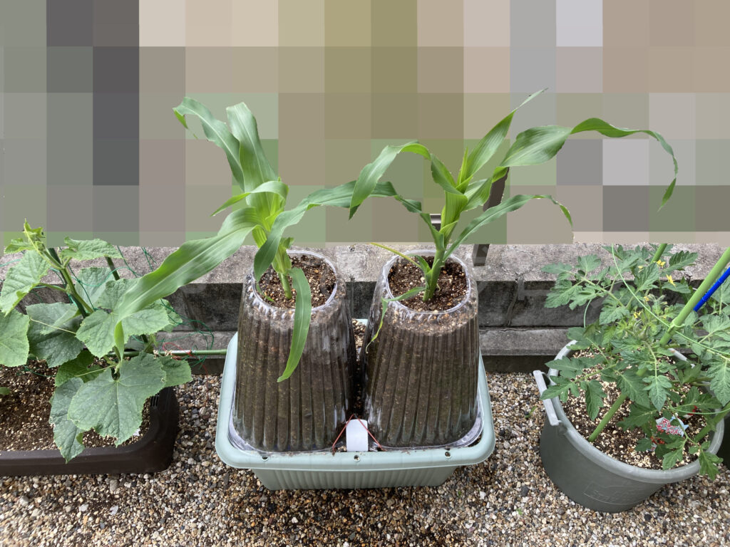 コーン５月第３週週末