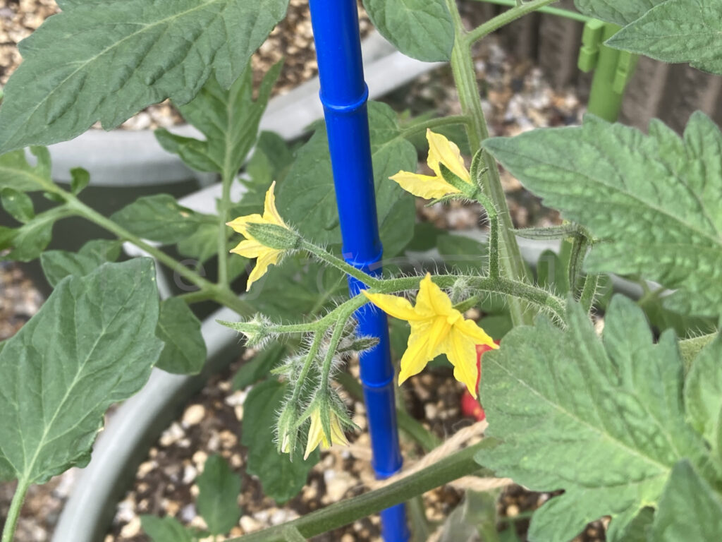 アイコのミニトマトに花がたくさん咲き始めました。