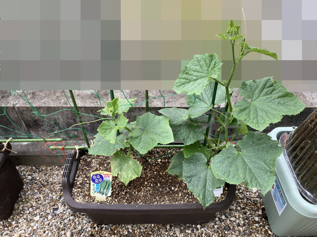 きゅうり５月第３週週末