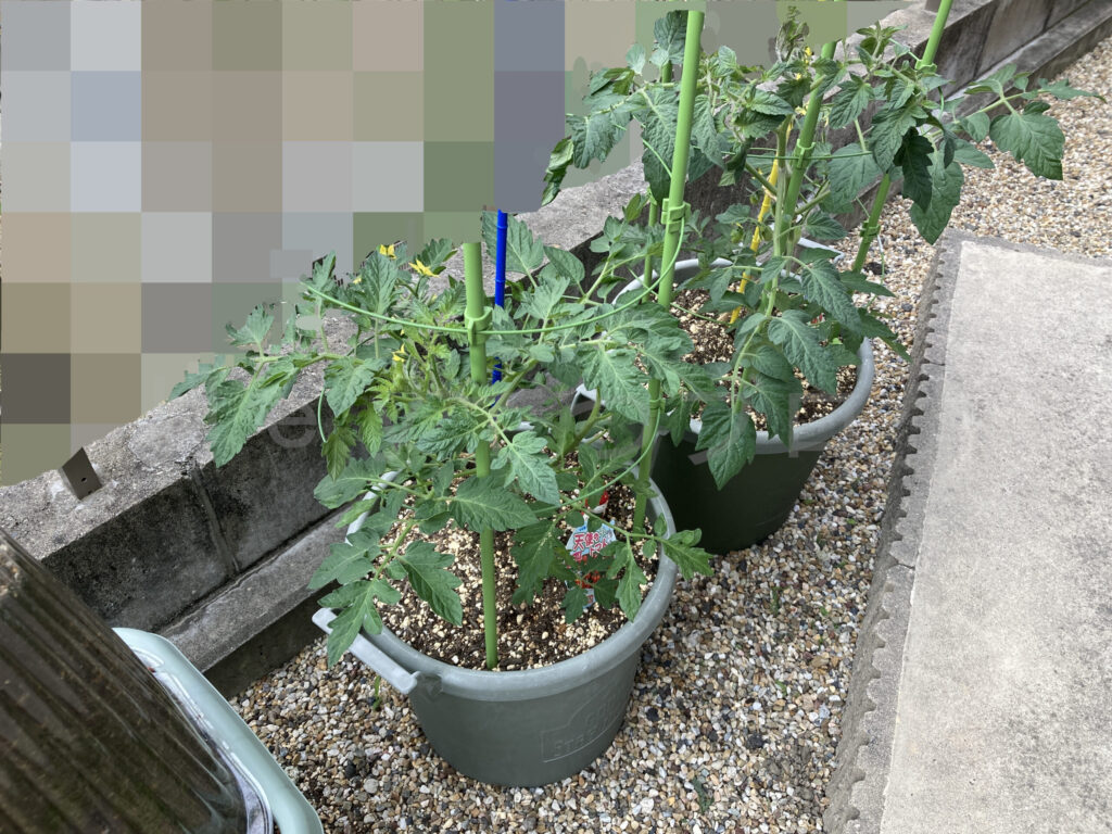 天使のトマト５月第３週週末