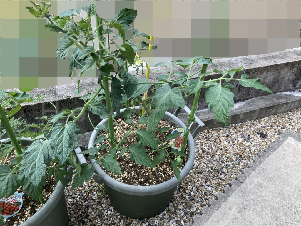 ミニトマトアイコ５月第３週週末