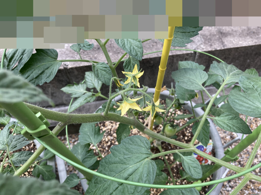 アイコに次のトマトの実となる花が咲き始めました。