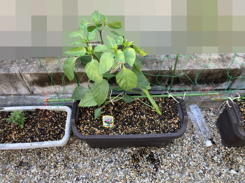 こどもピーマンとコーンのプランター５月第４週始め