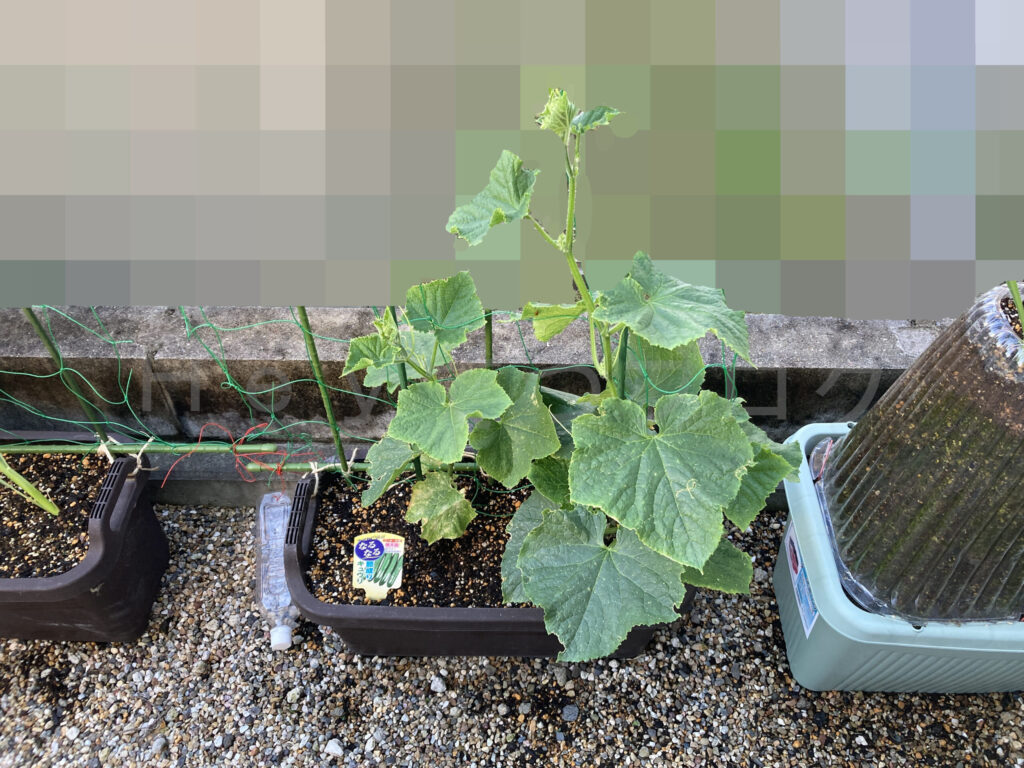 きゅうり５月第４週週始め