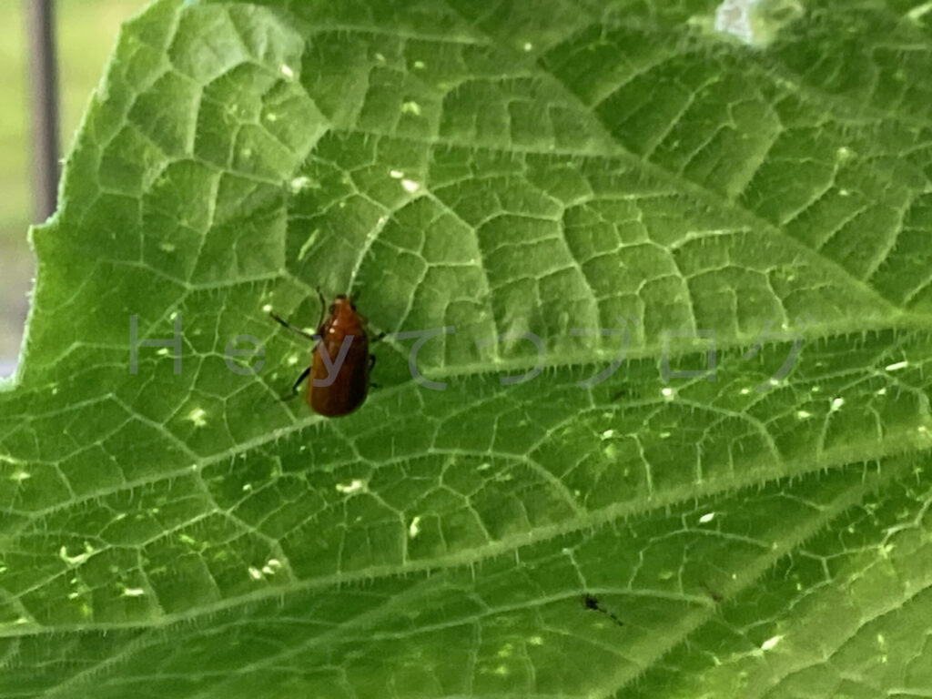 また発生したウリハムシ