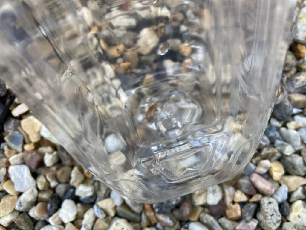 ペットボトルに閉じ込めたウリハムシ