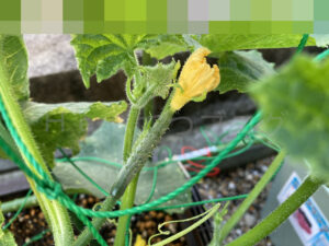 【家庭菜園】お手軽野菜で家庭菜園2024 5月4週結果