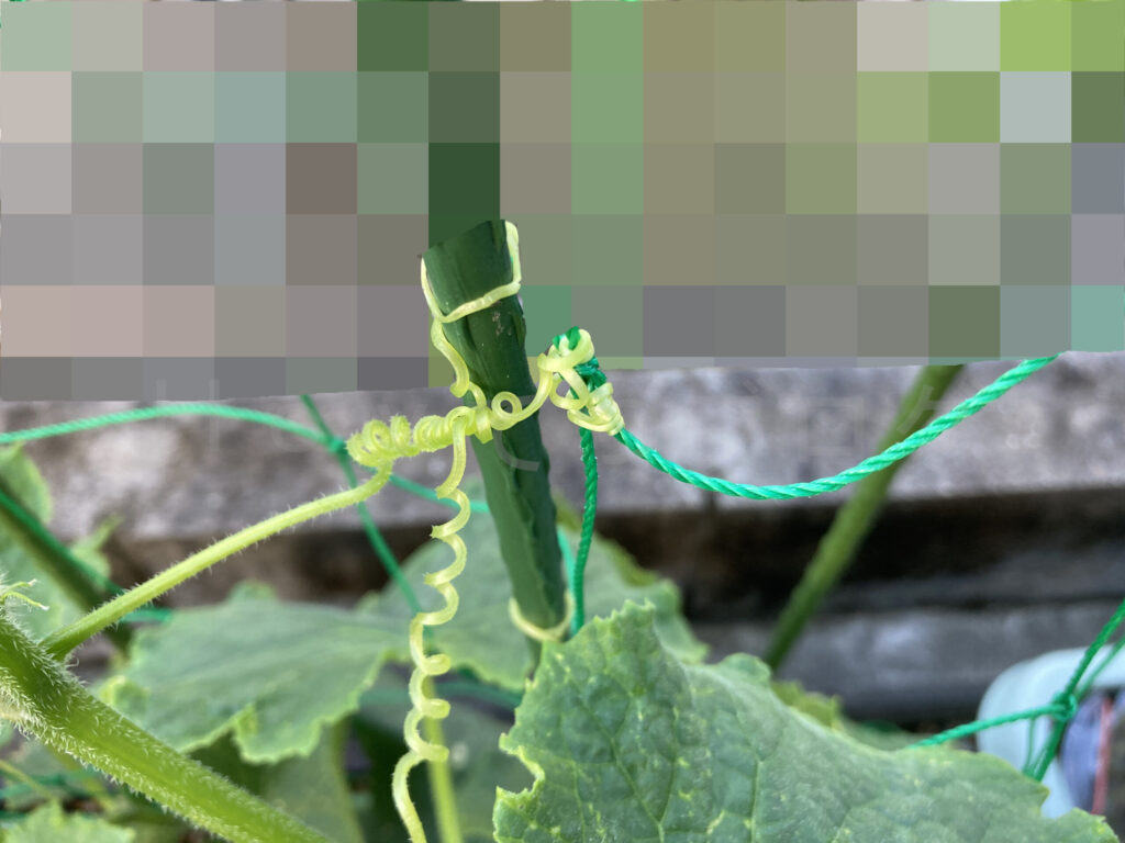 きゅうりのツルが激しく絡んでる様子