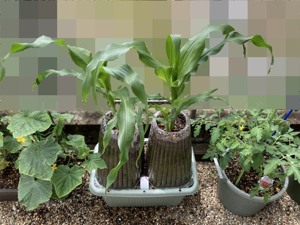 コーン５月第４週週始め