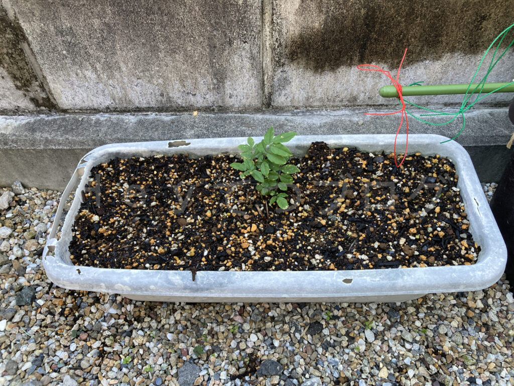 柿？の種５月第４週始め