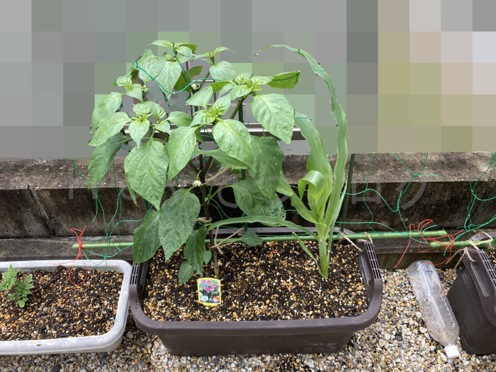 こどもピーマンとコーンのプランター５月第４週週末