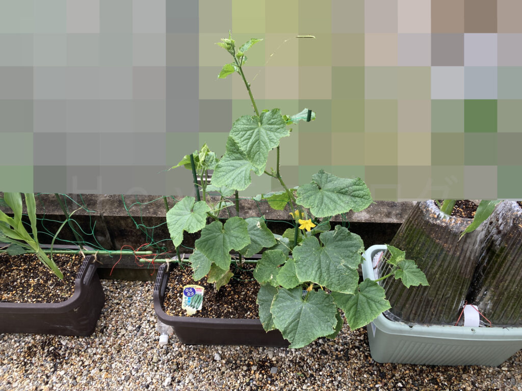 きゅうり５月第４週週末