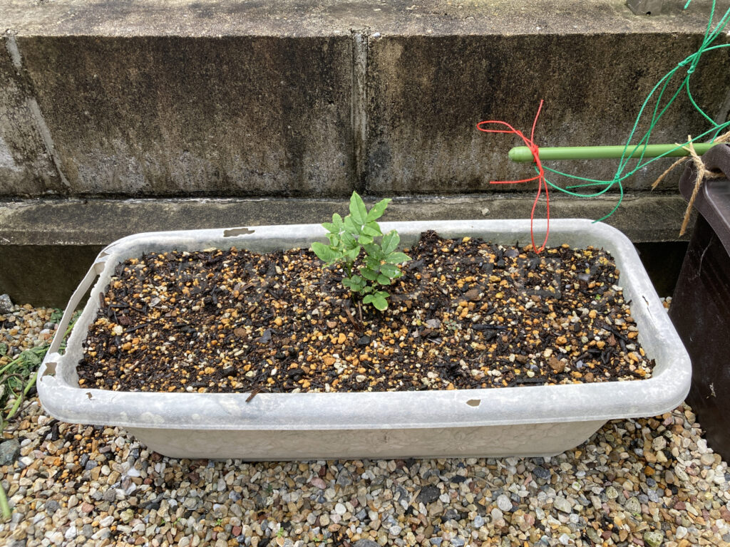 柿？の種５月第４週週末