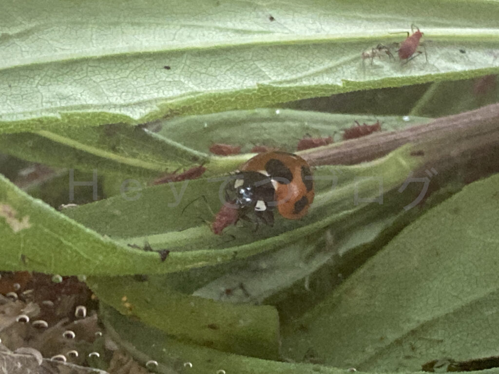 ナスに付くアブラムシの天敵テントウムシ