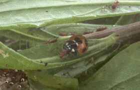 【家庭菜園】お手軽野菜で家庭菜園2024 5月2週結果
