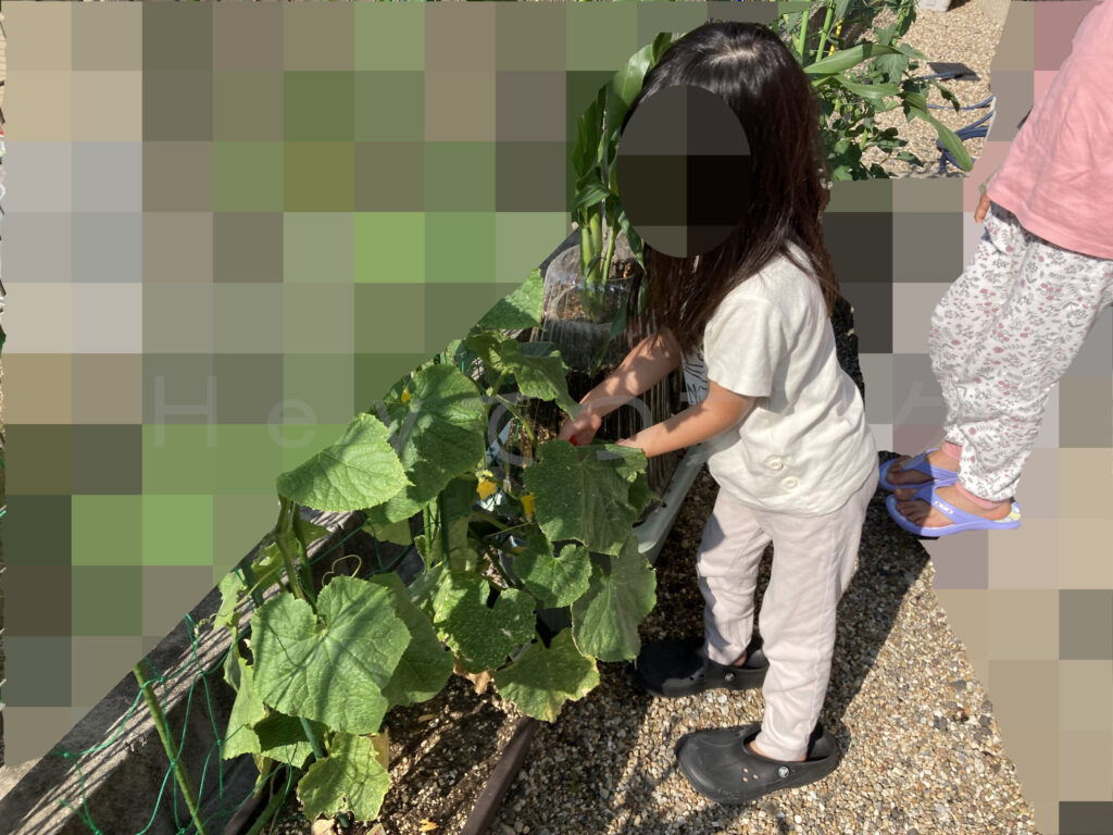 きゅうりを収穫している下の子