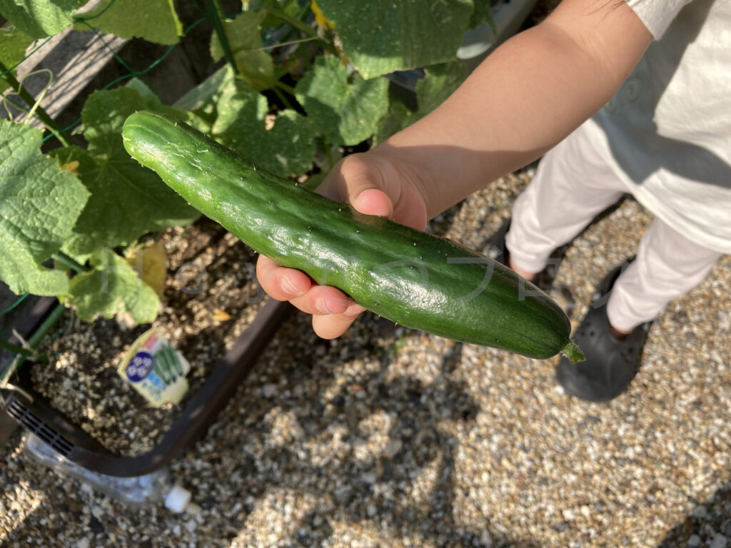 【家庭菜園】お手軽野菜で家庭菜園2024 6月1週結果