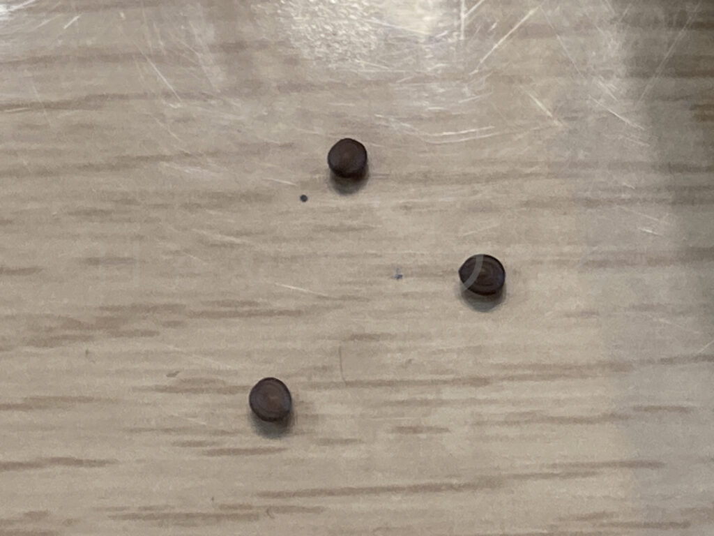 おじぎ草のたね（拡大）