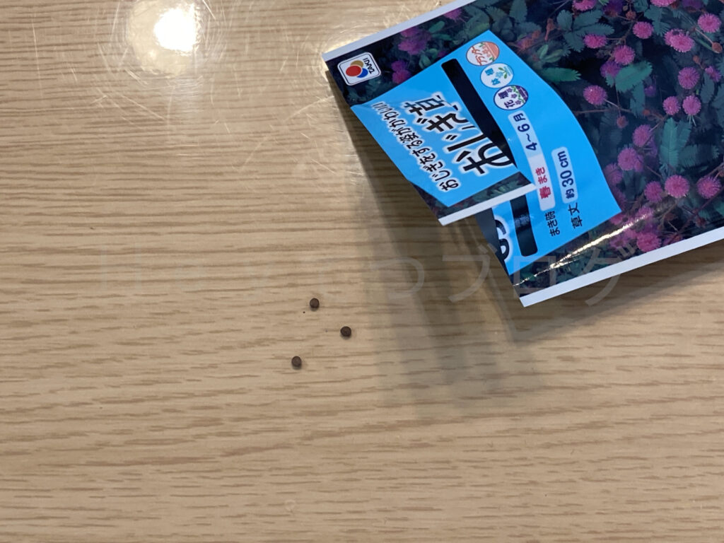 おじぎ草のたね