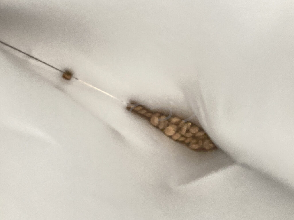 おじぎ草の商品の中身