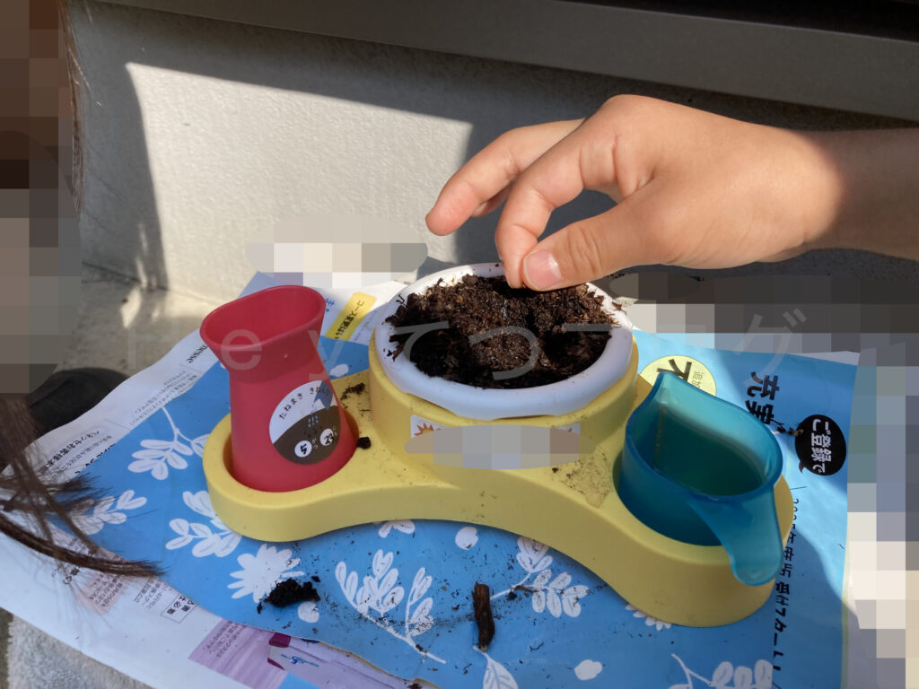 教材のミニプランターにおじぎ草の種をまいている上の子