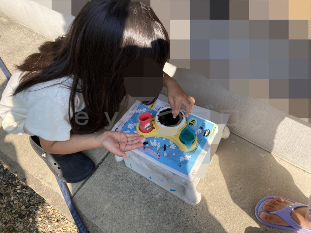教材のミニプランターにおじぎ草の種をまいている下の子