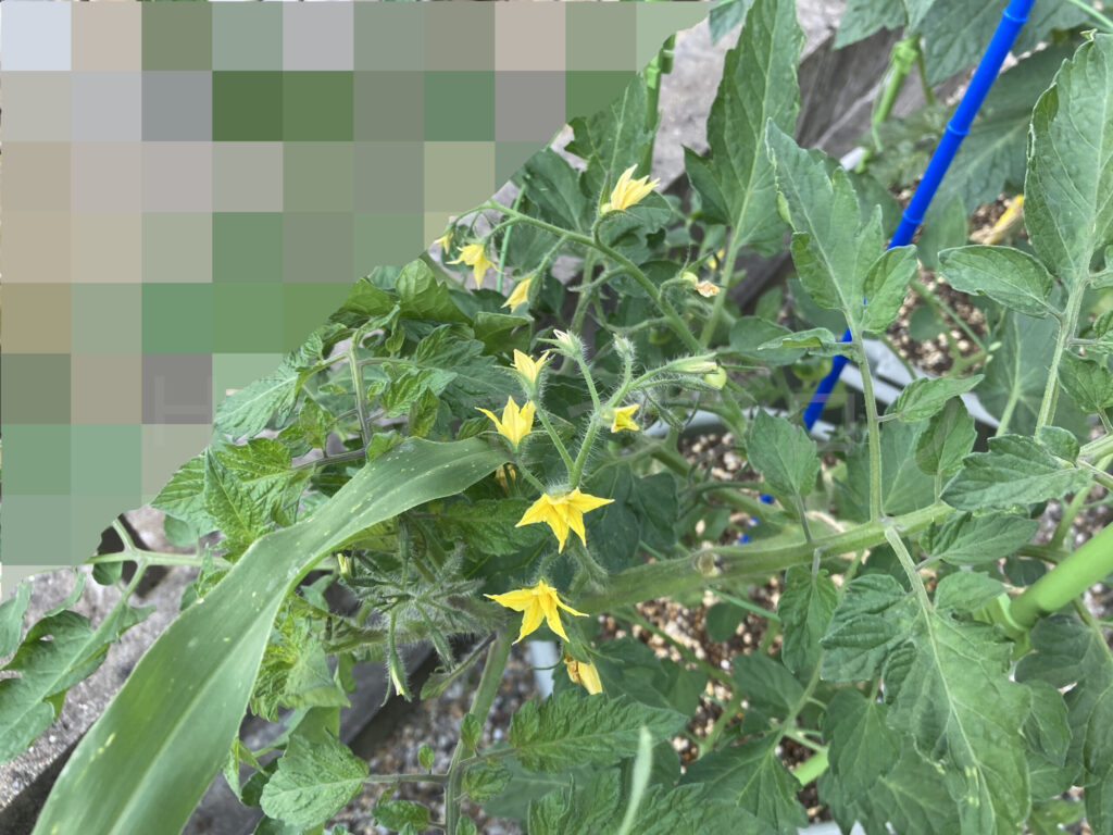 天使のトマト６月第１週週始め