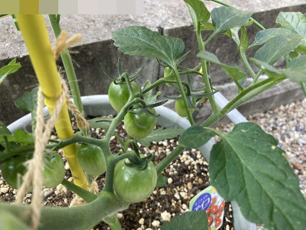 ミニトマトアイコ６月第１週