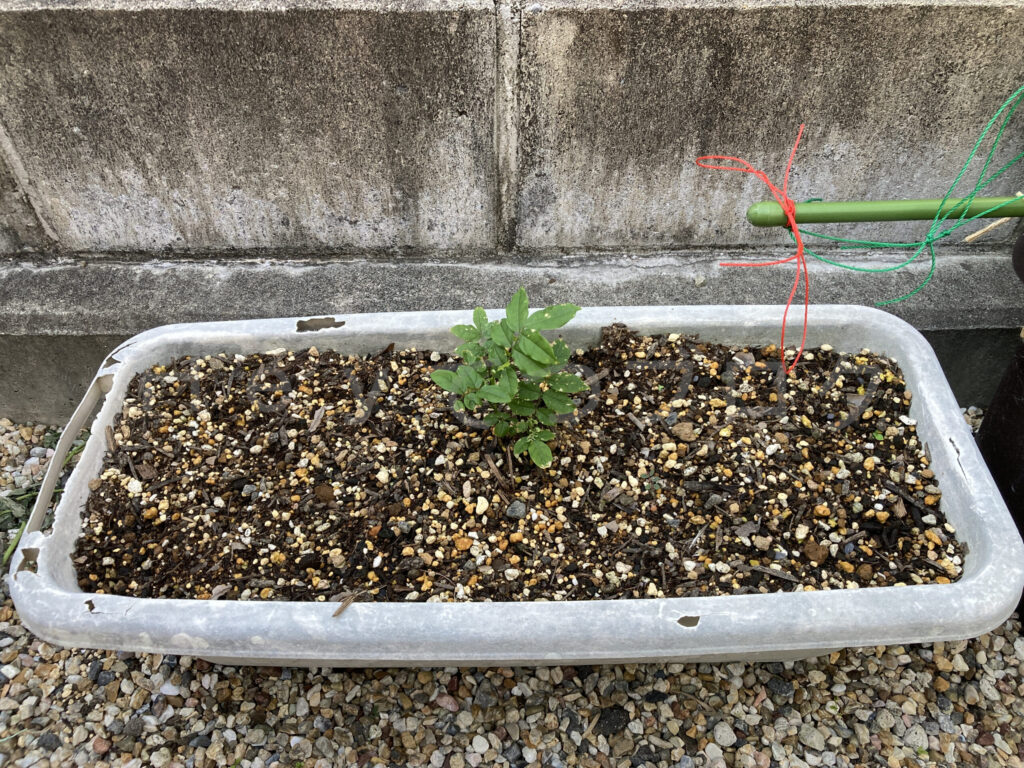 柿？の種６月第１週週始め