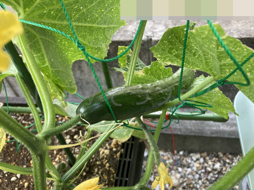 きゅうり６月第１週