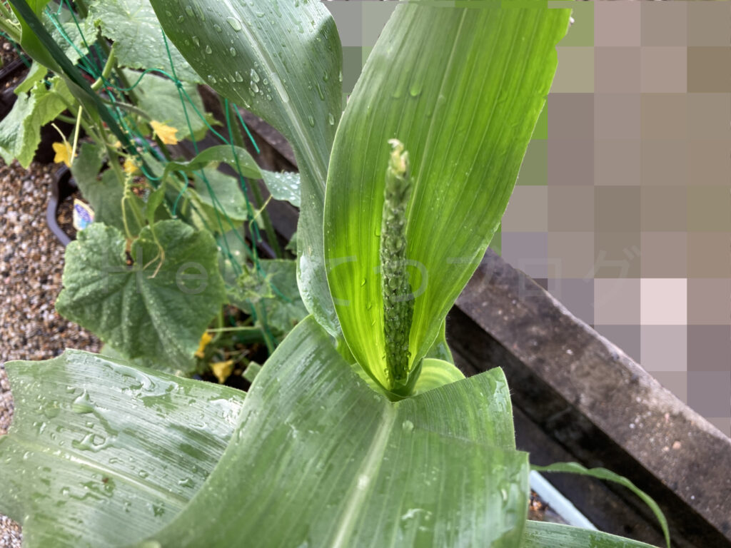 コーン６月第１週週始め01