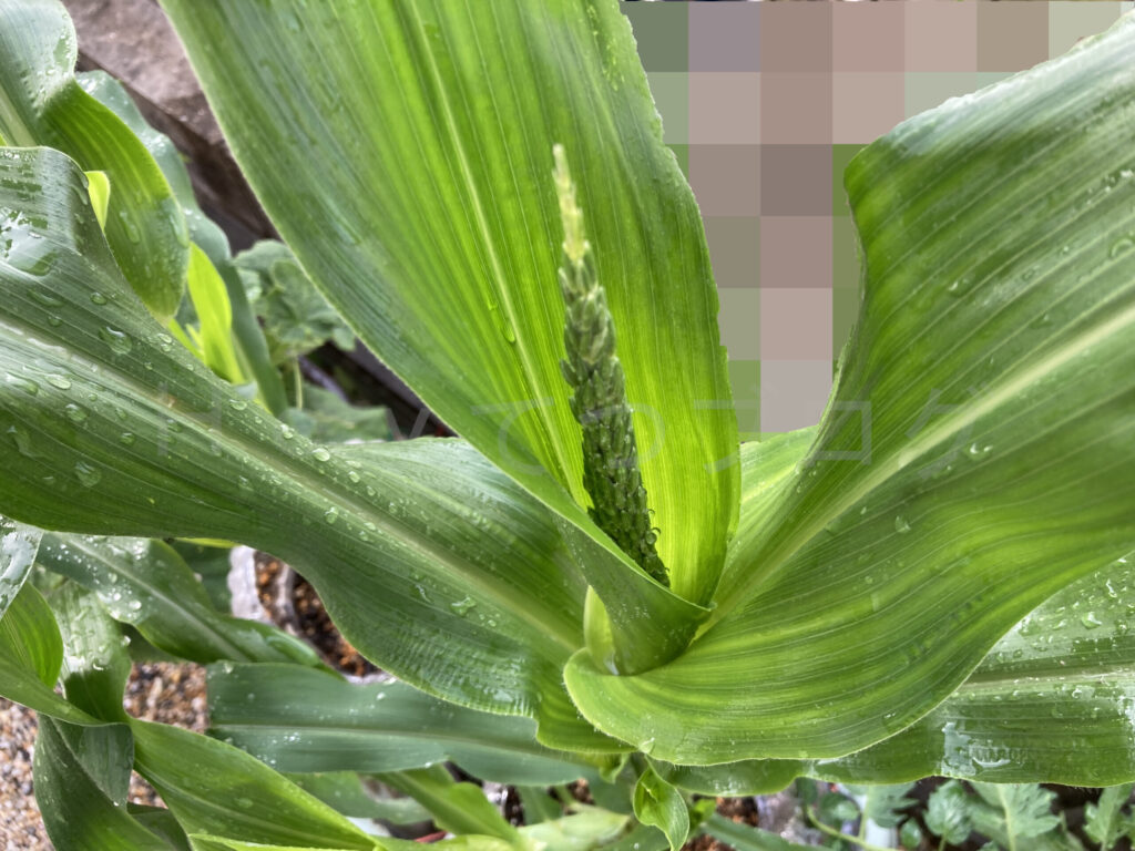 コーン６月第１週週始め02