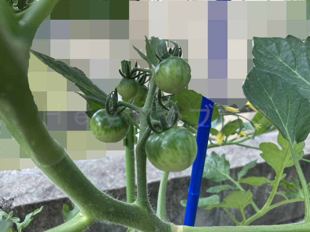 天使のトマト６月第１週