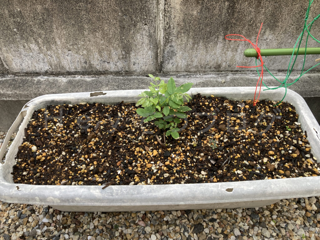 柿？の種６月第１週週末