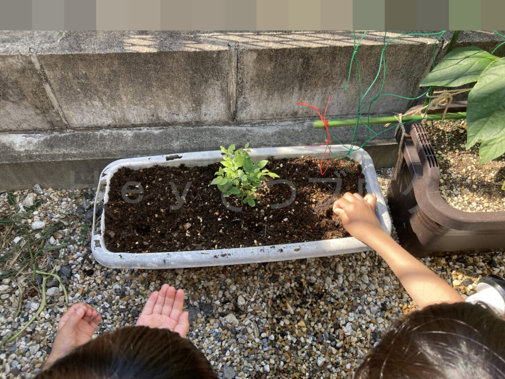 プランターにもおじぎ草を植えました