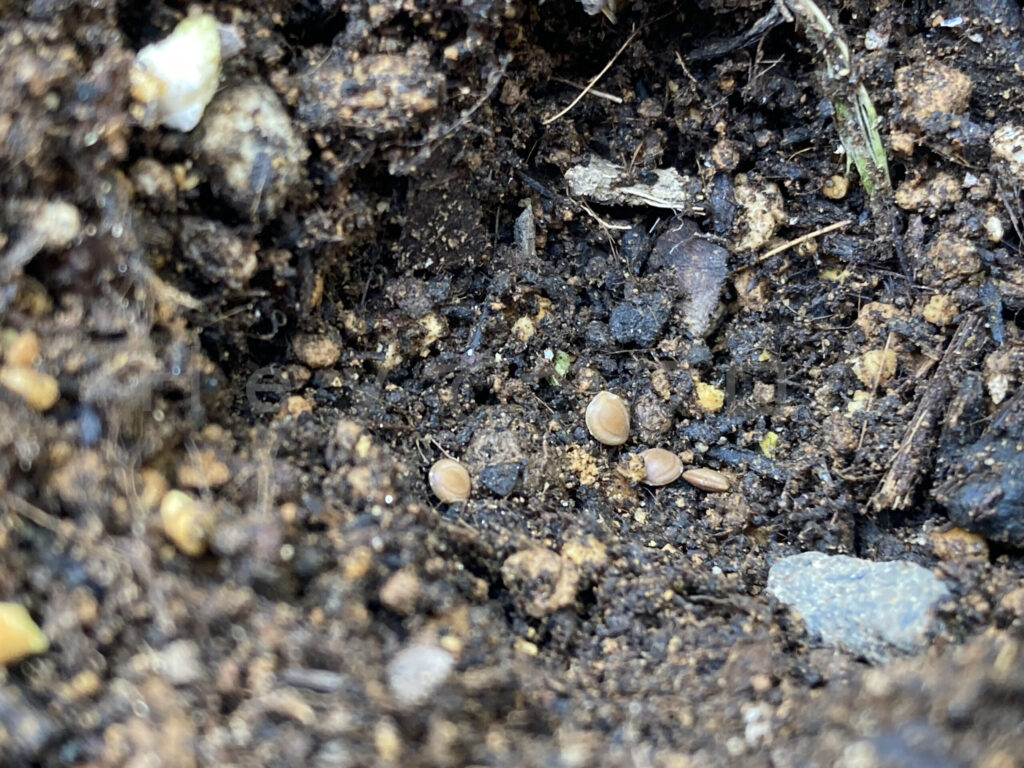 作った窪みにおじぎ草の種をまいたところ