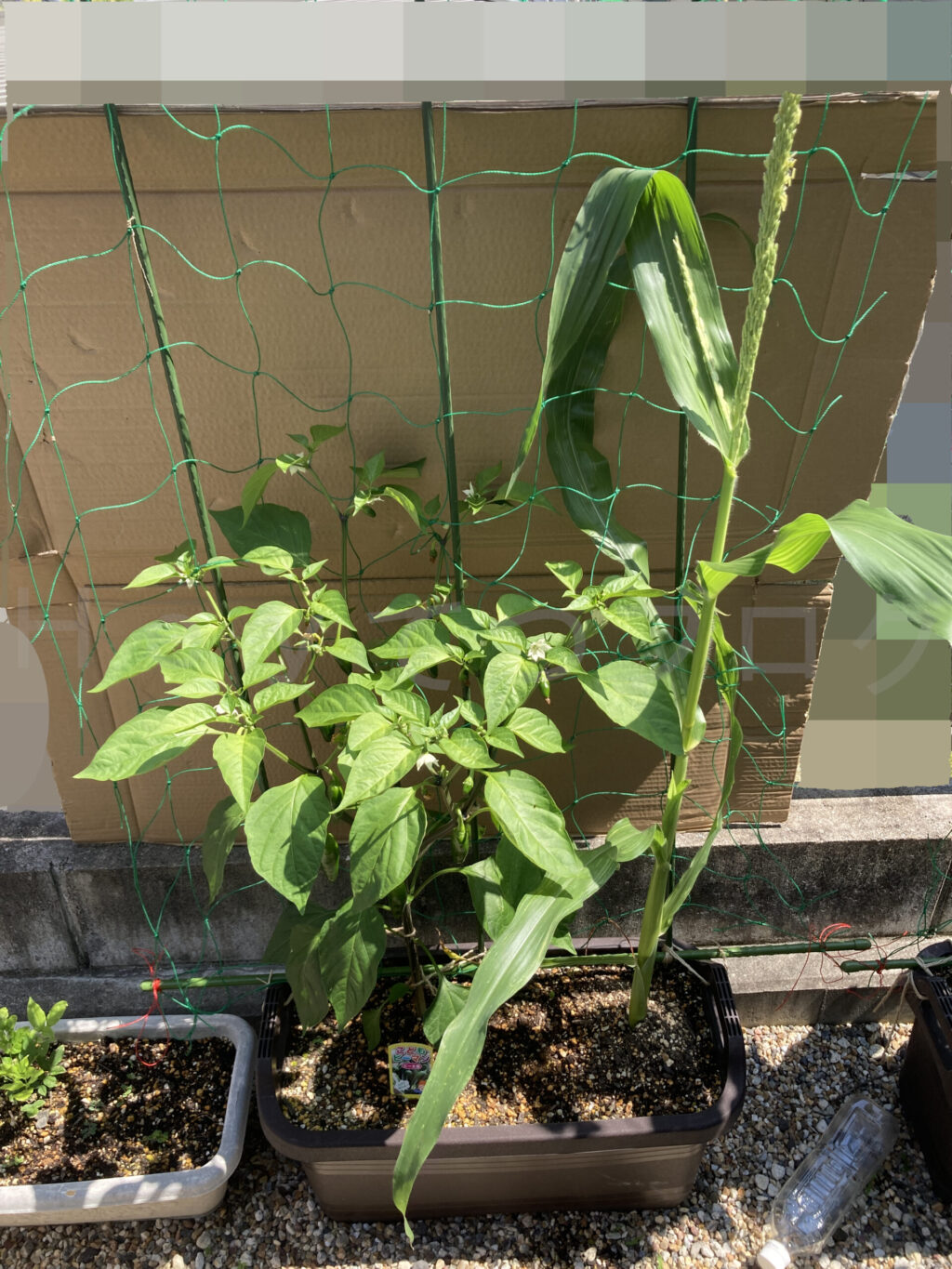 こどもピーマンとコーンのプランター６月第２週始め