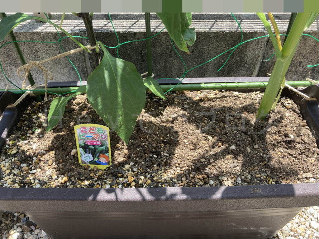 こどもピーマンとコーンに追い元肥しました